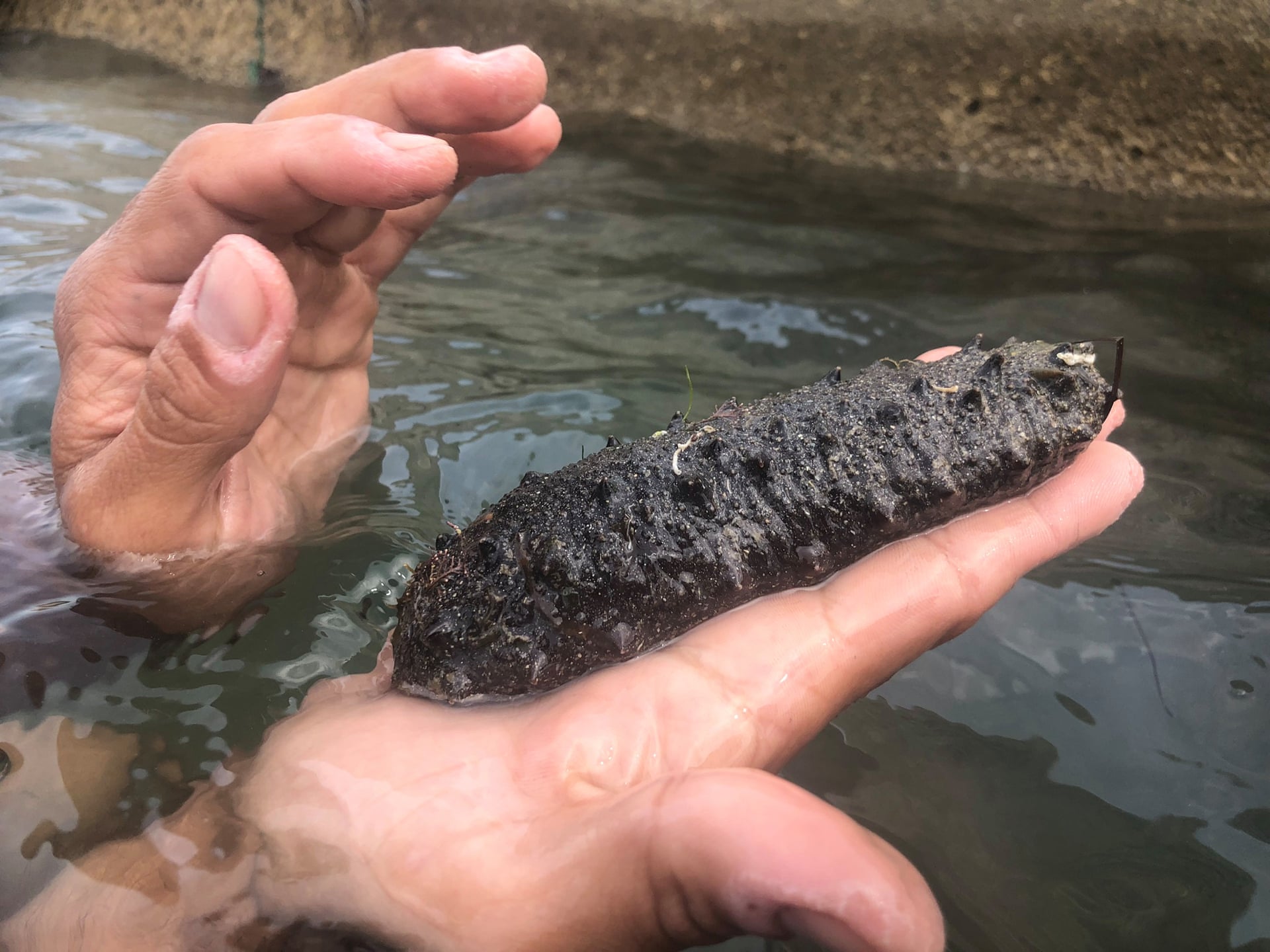 sea-cucumbers-holothuroidea